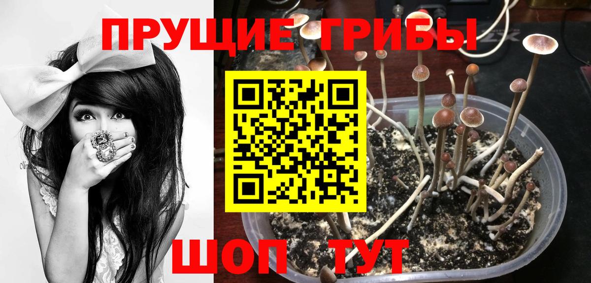 Галлюциногенные грибы Cubensis Шебекино